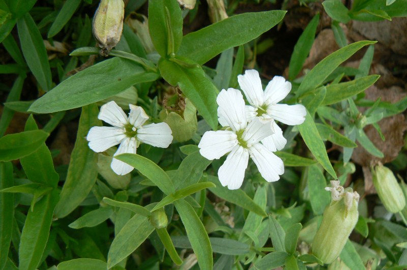 Изображение особи Oberna procumbens.