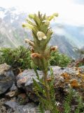 Pedicularis talassica. Верхушка цветущего растения. Южный Казахстан, Зап. Тянь-Шань, запов. Аксу-Джабаглы, пер. Улькен-Каинды, 2800 м н.у.м., гребень-водораздел. 17 июня 2011 г.