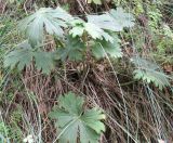 Aconitum sukaczevii