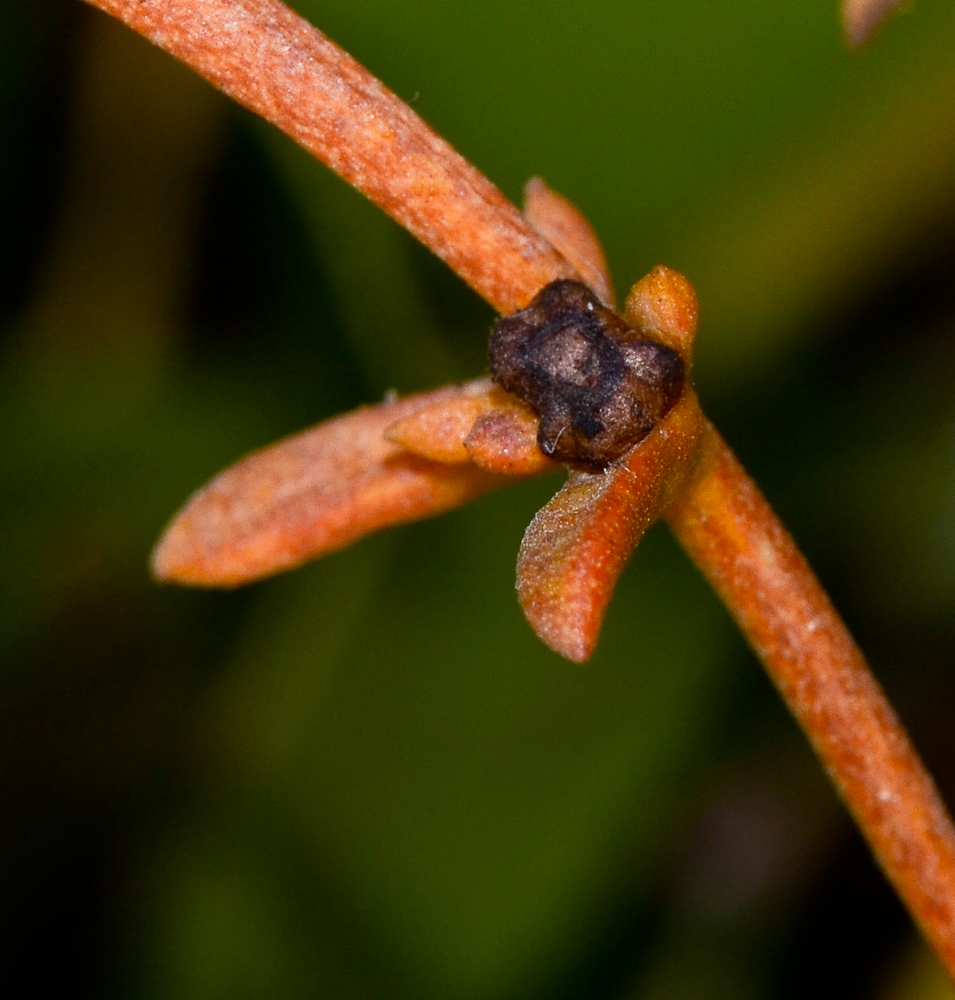 Image of Scaevola crassifolia specimen.