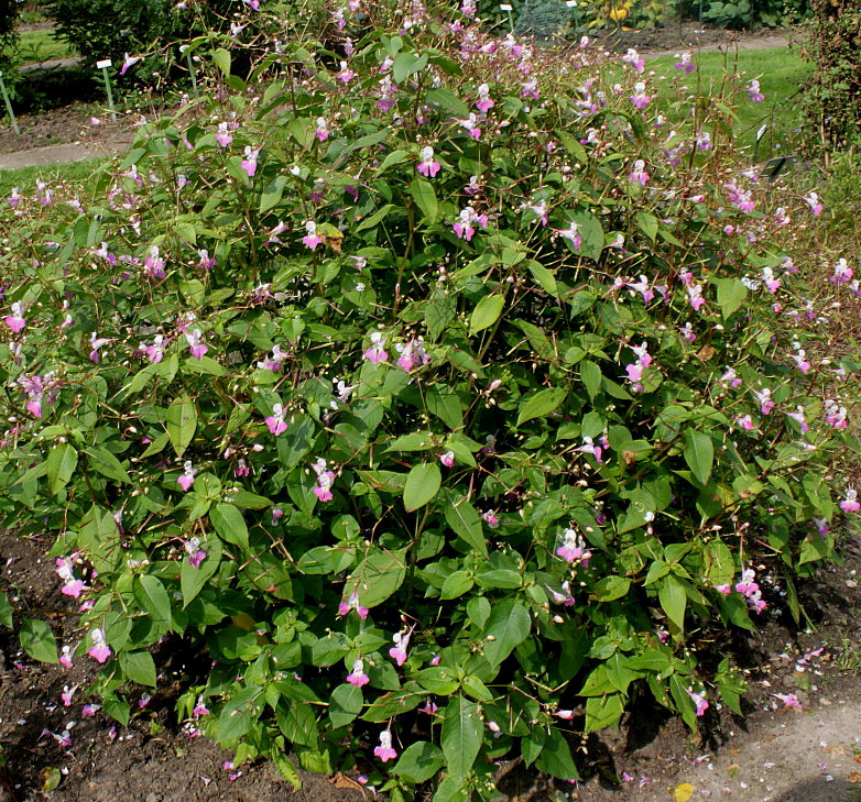 Image of Impatiens balfourii specimen.