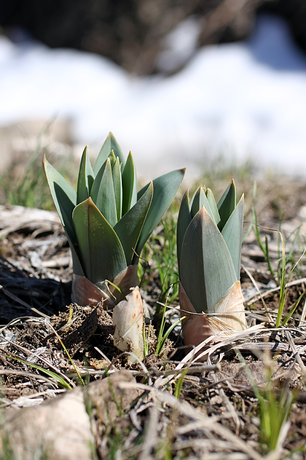 Image of Eremurus regelii specimen.