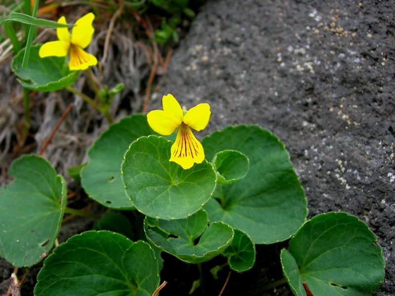 Image of Viola avatschensis specimen.