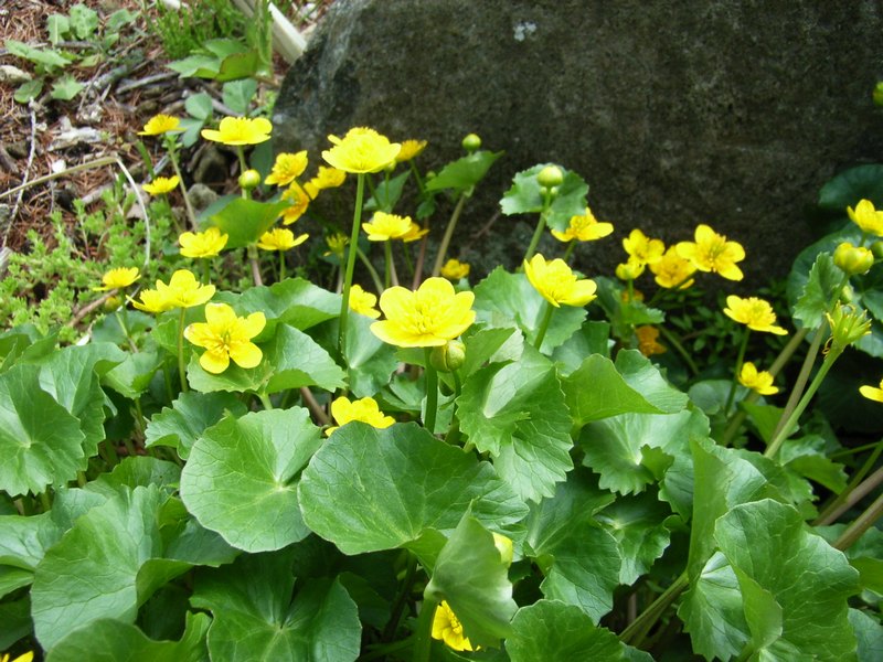 Image of Caltha sibirica specimen.