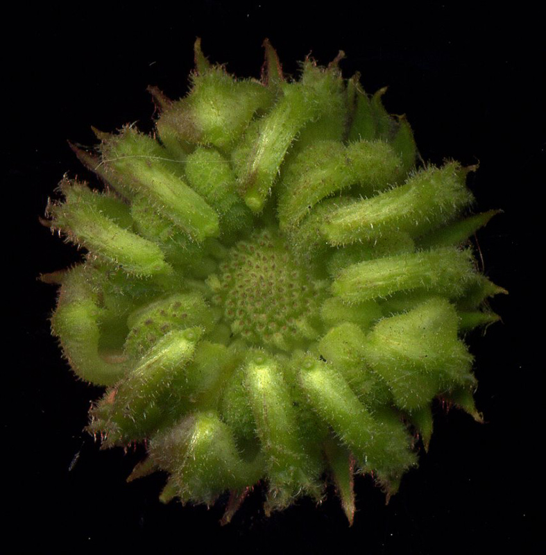 Image of Calendula officinalis specimen.