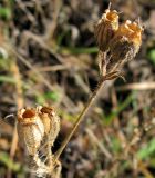 Silene noctiflora