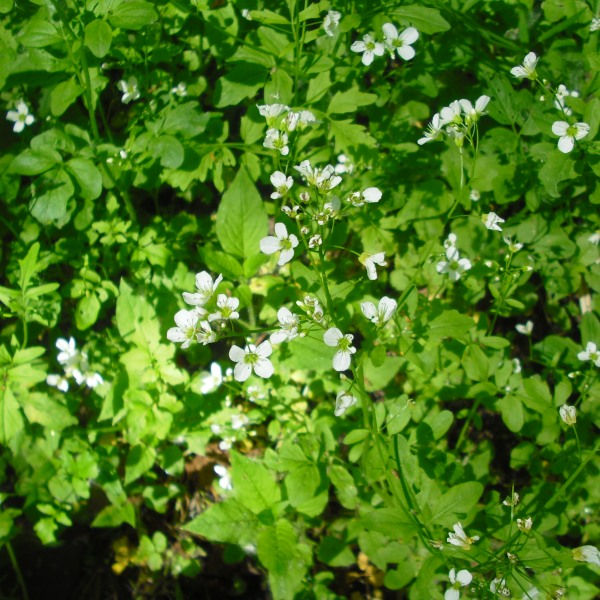 Изображение особи Cardamine amara.