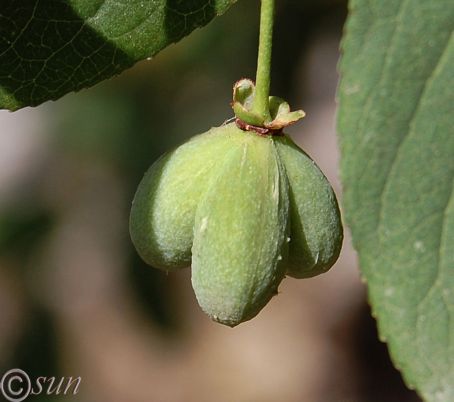 Изображение особи Euonymus europaeus.