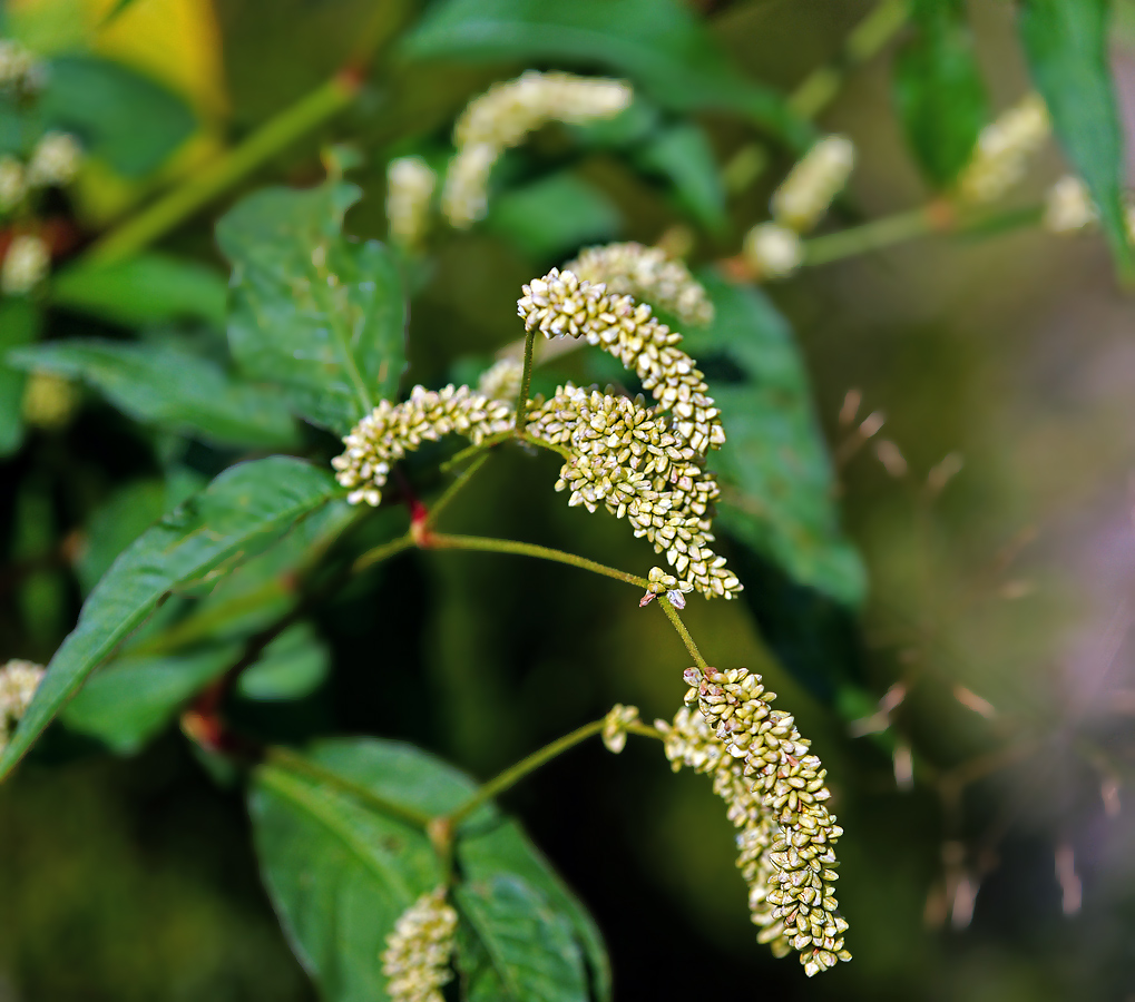 Изображение особи Persicaria scabra.