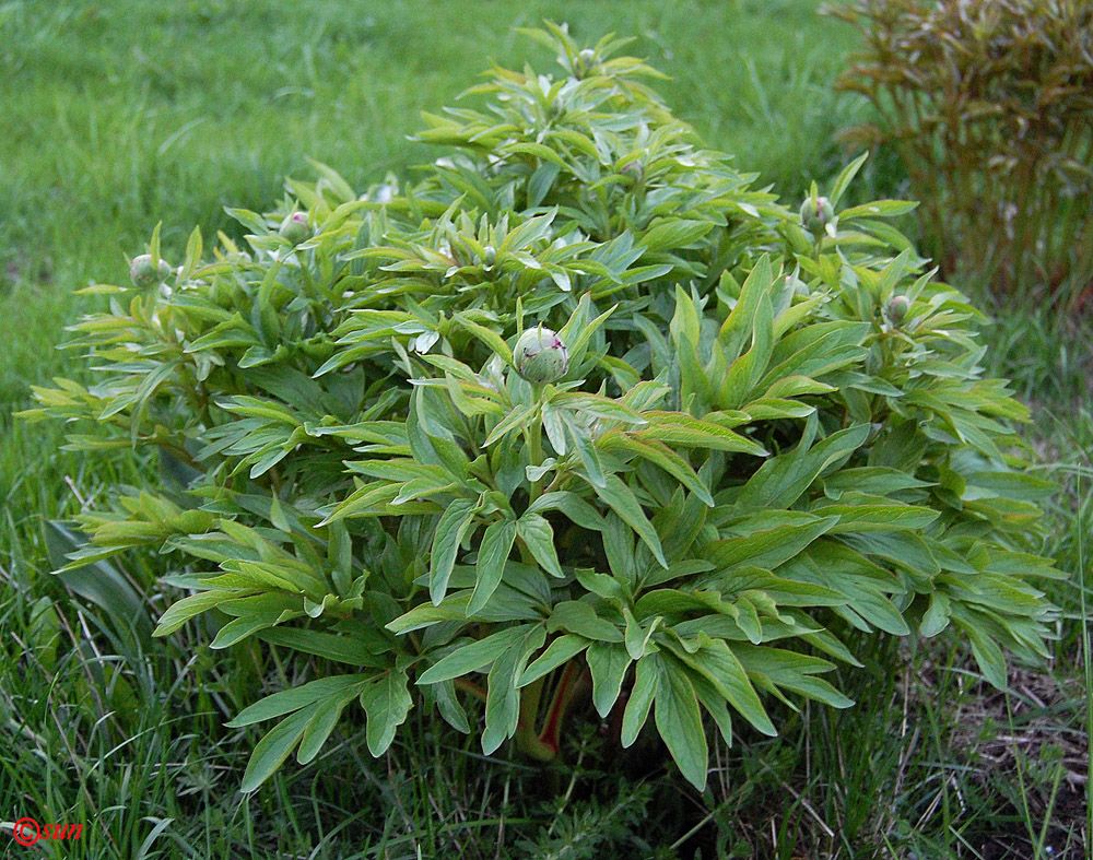 Изображение особи Paeonia lactiflora.