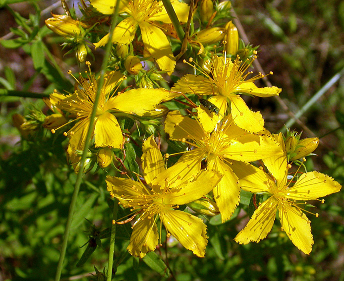 Изображение особи Hypericum lydium.