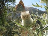 Cirsium turkestanicum. Соцветие с бабочкой Argynnis pandora. Южный Казахстан, Зап. Тянь-Шань, Таласский Алатау, запов. Аксу-Джабаглы, ущ. Улькен Каинды, выс. 1900 м н.у.м. 16 августа 2015 г.