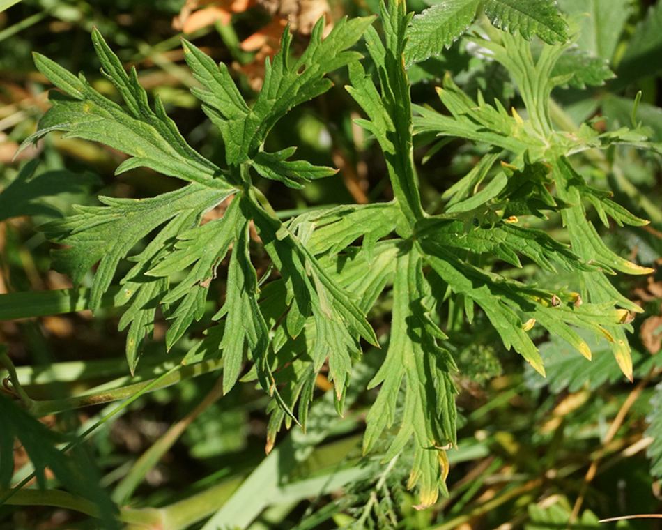 Изображение особи Geranium affine.