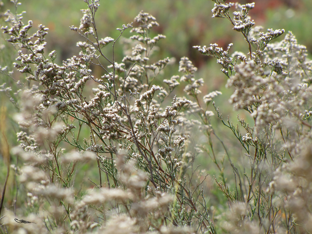 Image of Limonium coralloides specimen.