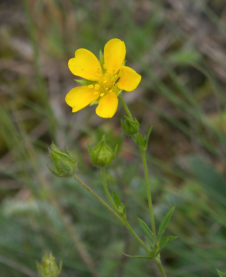 Image of Potentilla caucasica specimen.