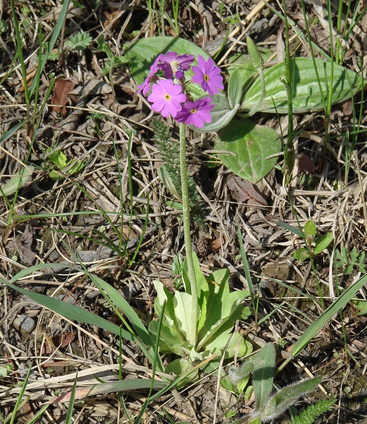 Изображение особи Primula farinosa.