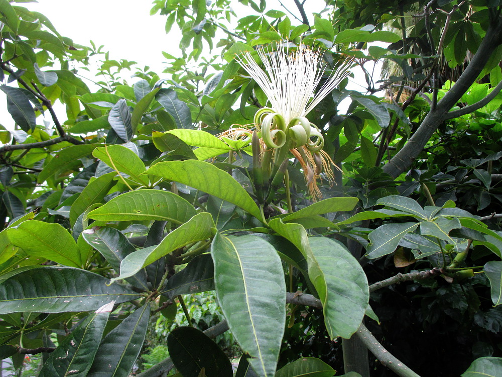 Изображение особи Pachira insignis.