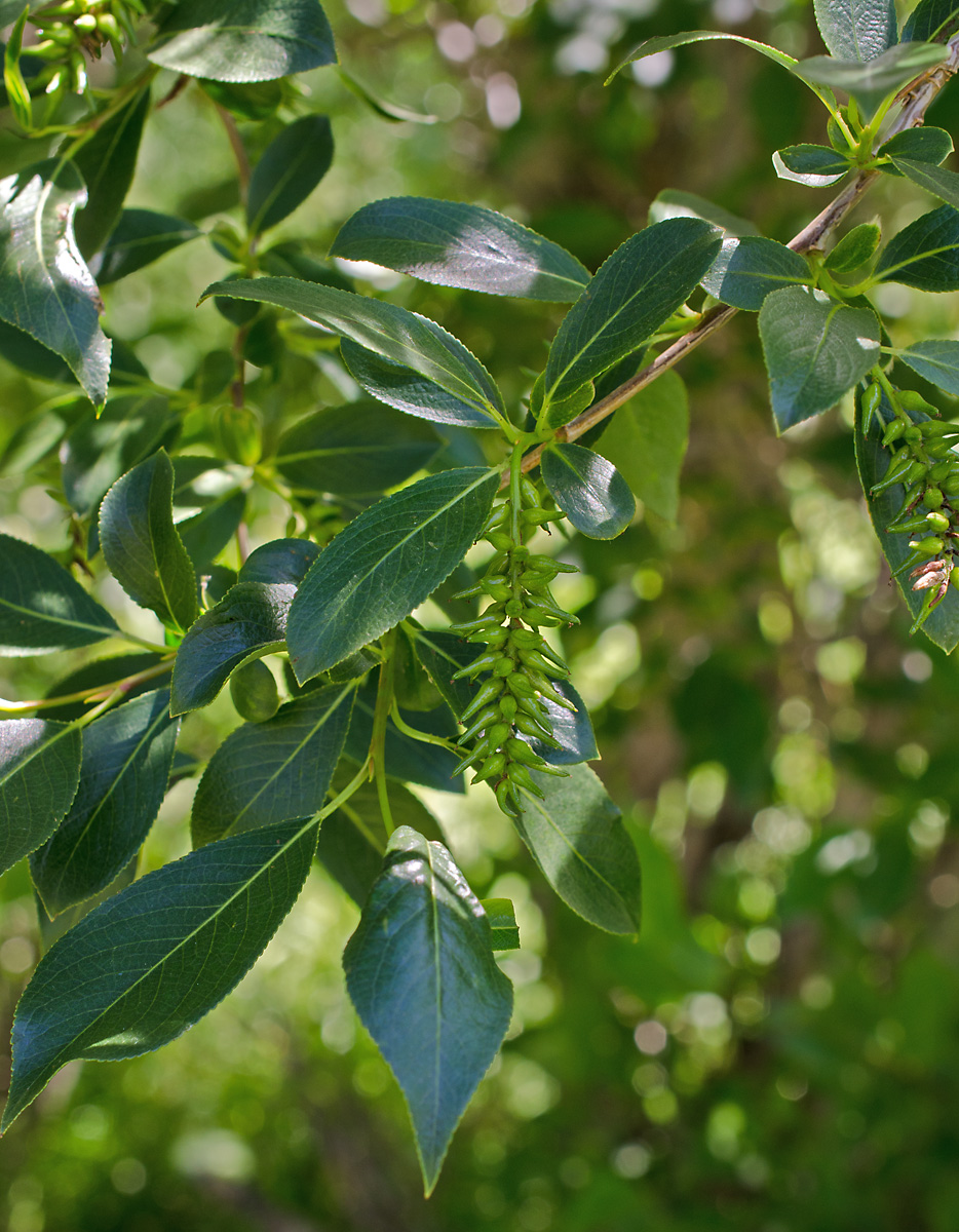 Изображение особи Salix pseudopentandra.