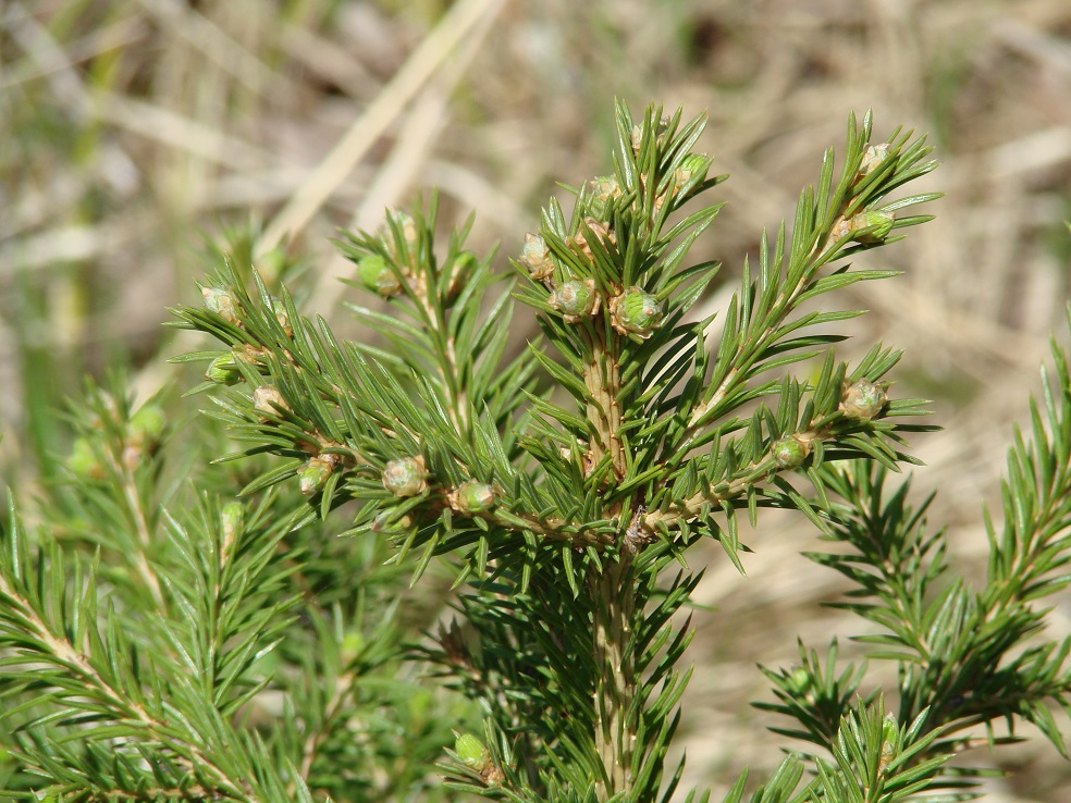 Image of Picea obovata specimen.