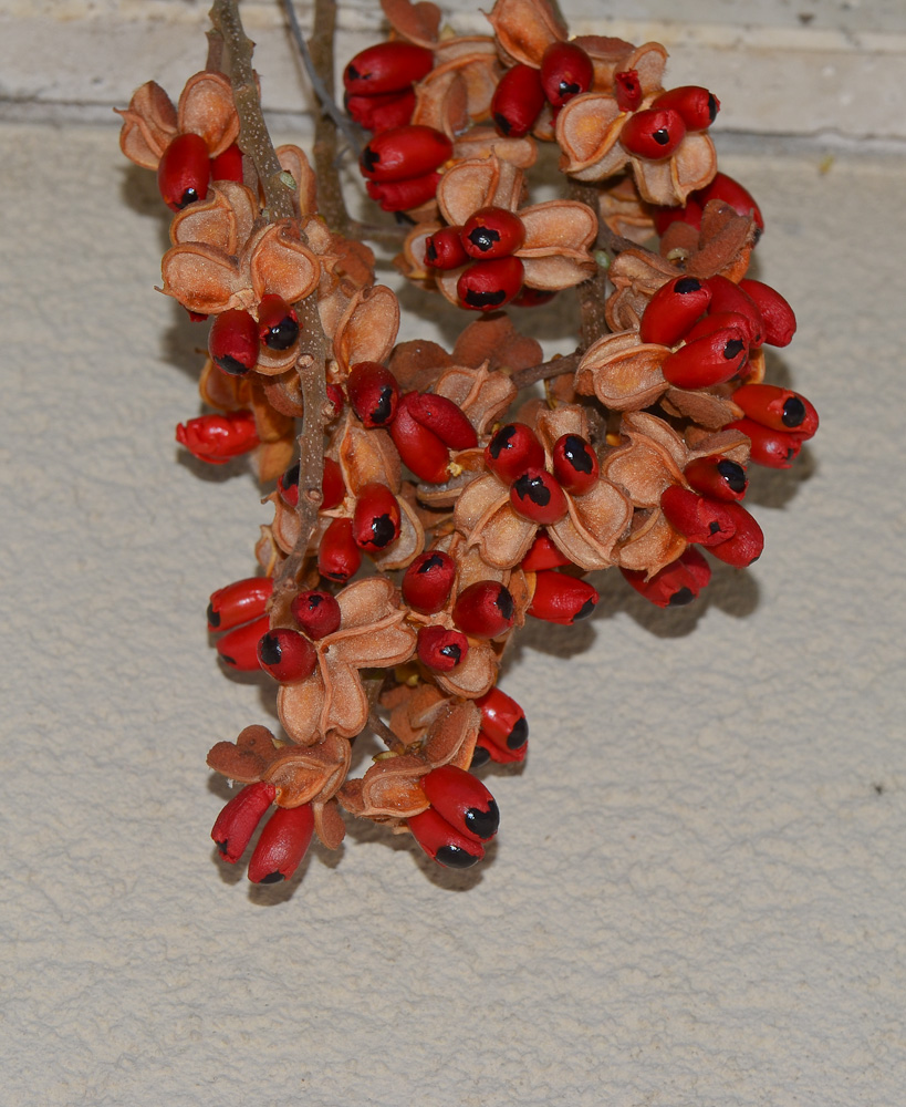 Image of Cupaniopsis anacardioides specimen.