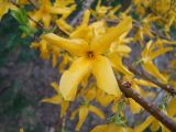 genus Forsythia. Цветки. Краснодарский край, г. Сочи, Лазаревский р-н, пос. Дагомыс, в культуре. 26.03.2016.