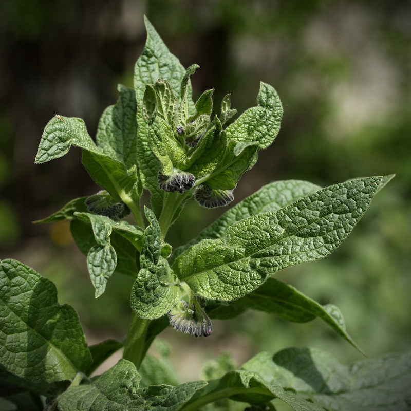 Изображение особи Symphytum peregrinum.