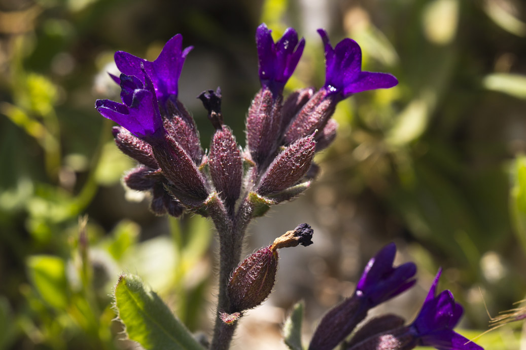 Image of Anchusa hybrida specimen.