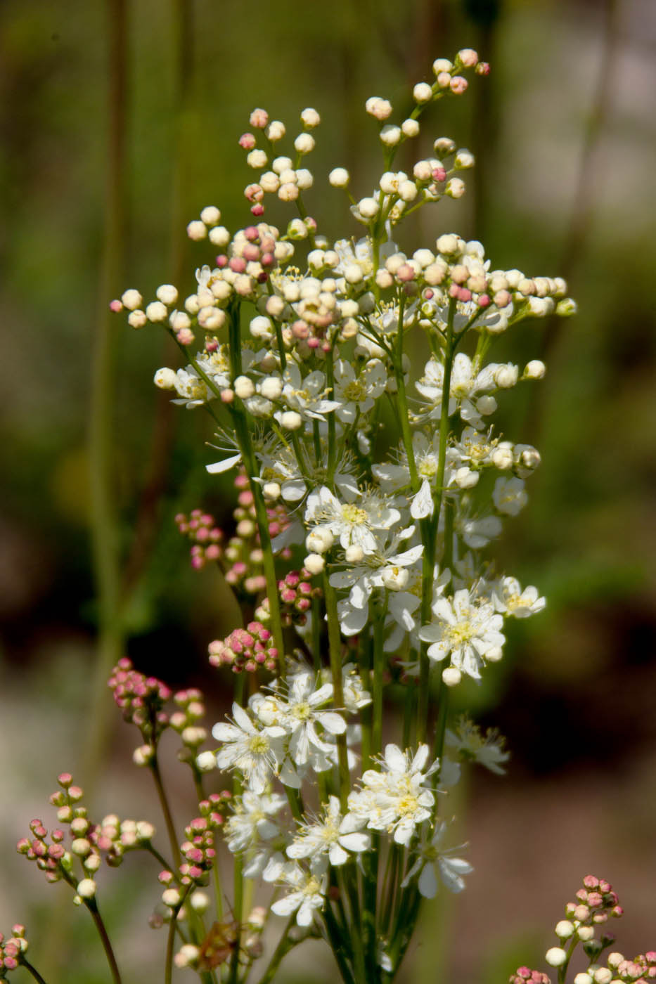 Image of Filipendula vulgaris specimen.