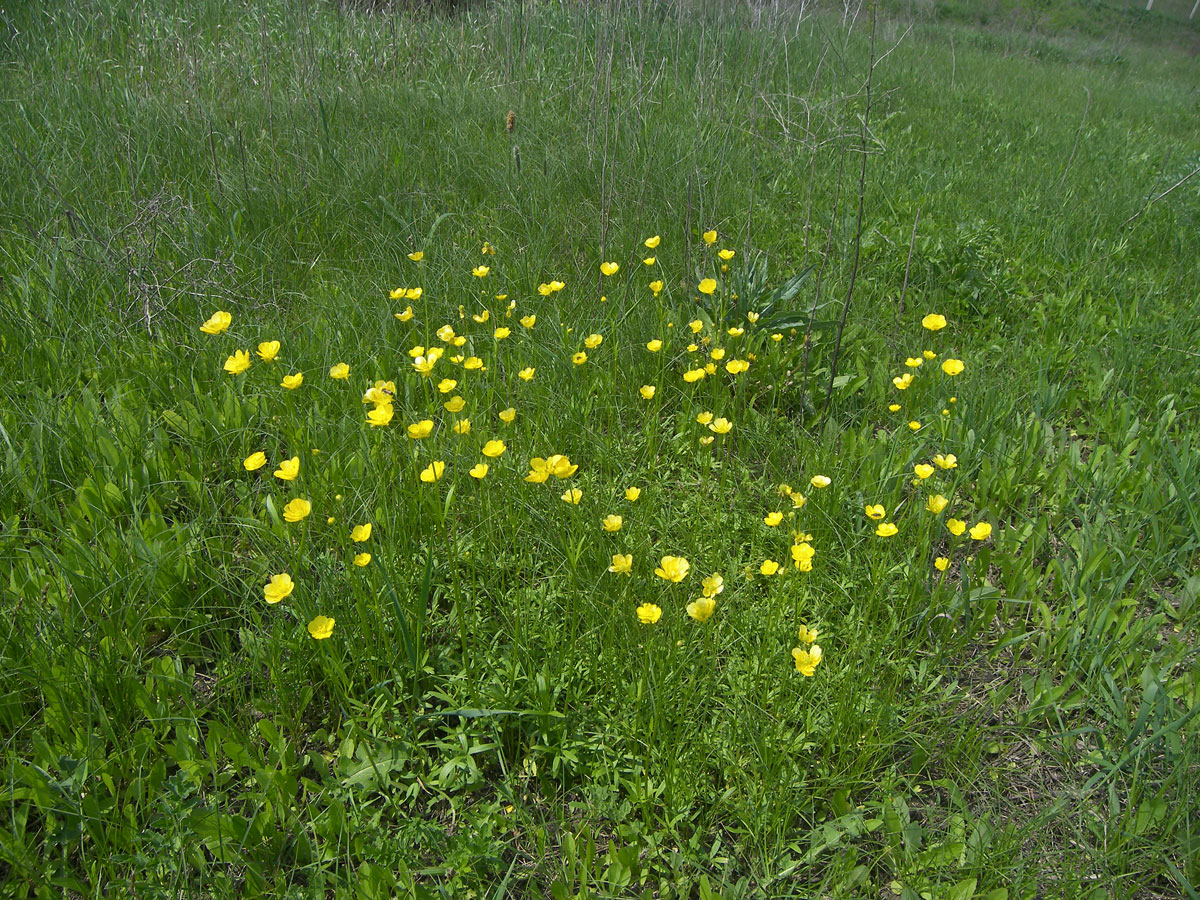 Изображение особи Ranunculus pedatus.