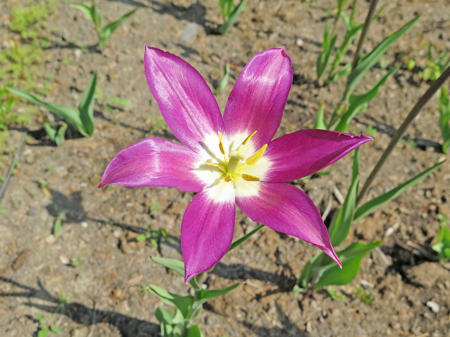 Image of genus Tulipa specimen.