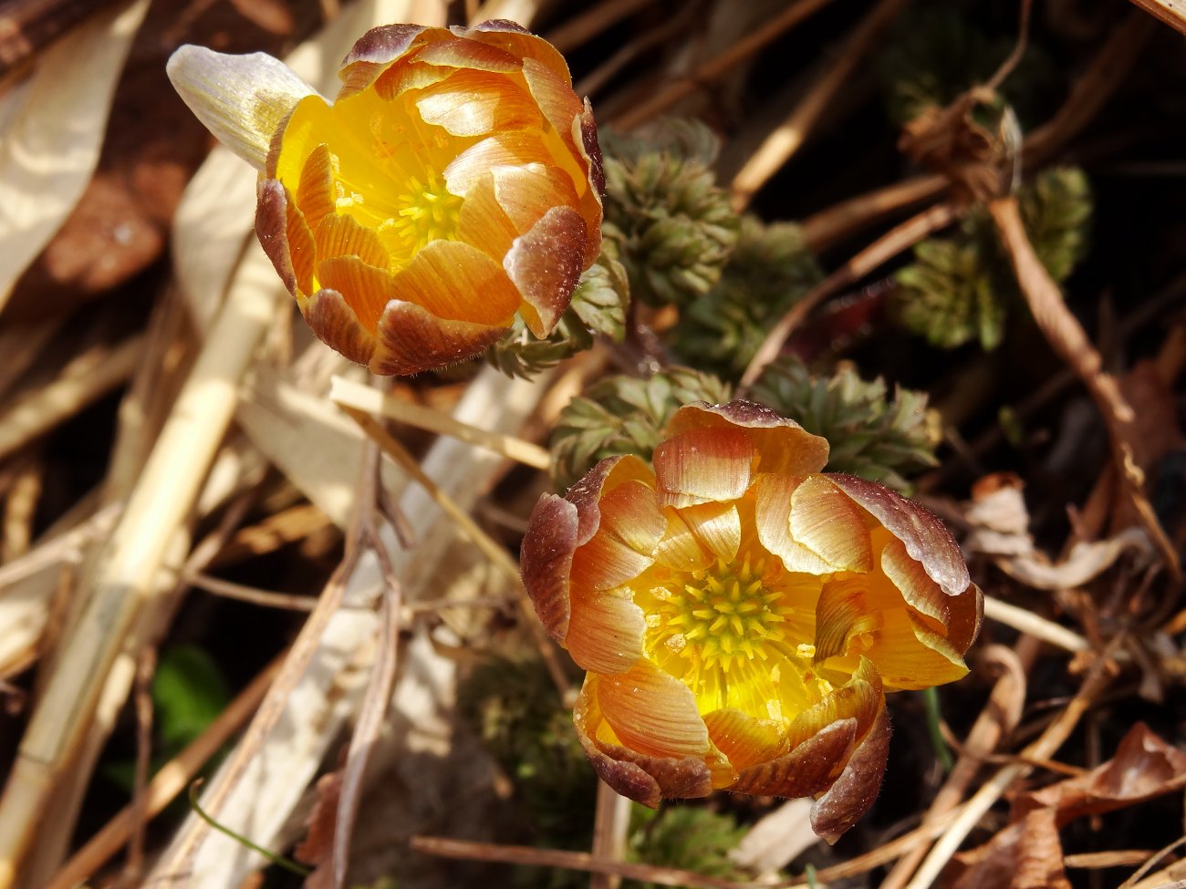 Image of Adonis amurensis specimen.