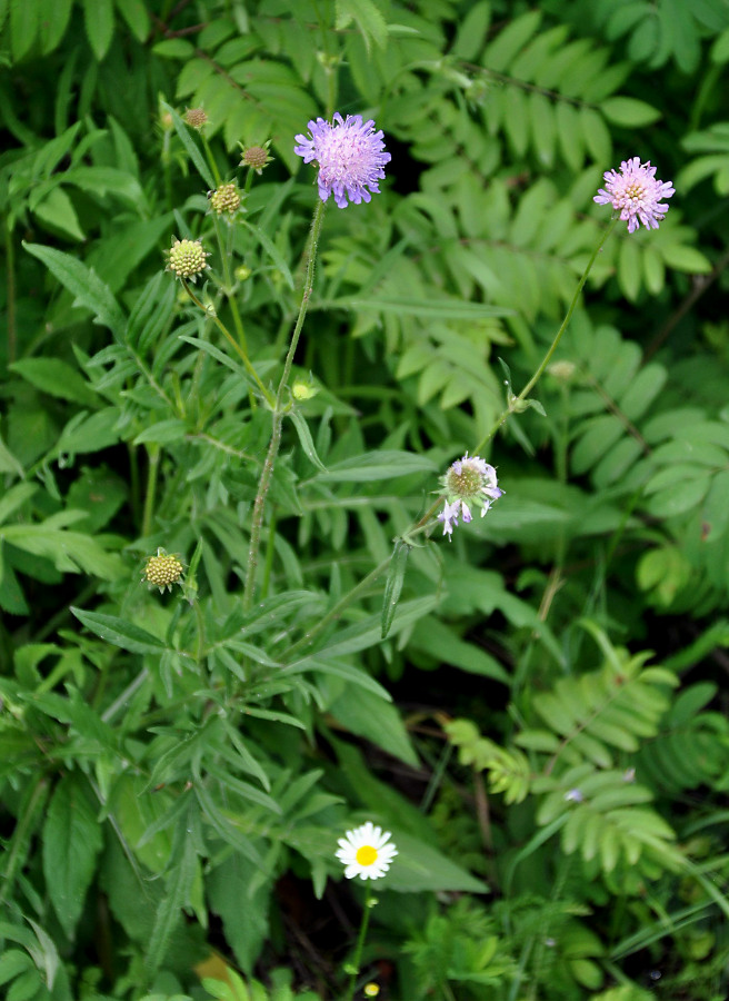 Image of Knautia arvensis specimen.