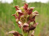 Anacamptis coriophora. Часть соцветия. Украина, Донецкая обл., окр. Святогорска. 16.06.2009.