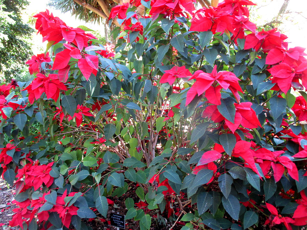 Image of Euphorbia pulcherrima specimen.