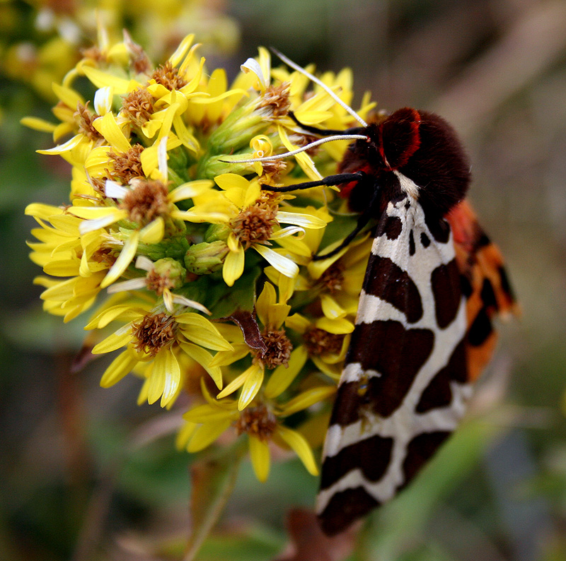 Image of Solidago virgaurea ssp. jailarum specimen.