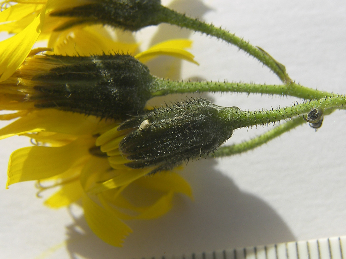 Image of Hieracium leptoprenanthes specimen.