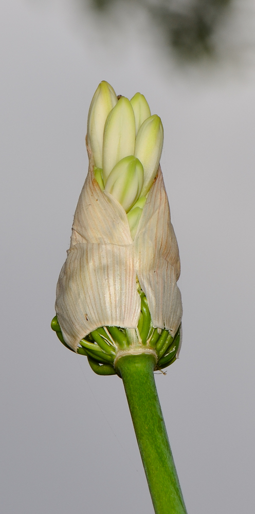 Image of Agapanthus africanus specimen.