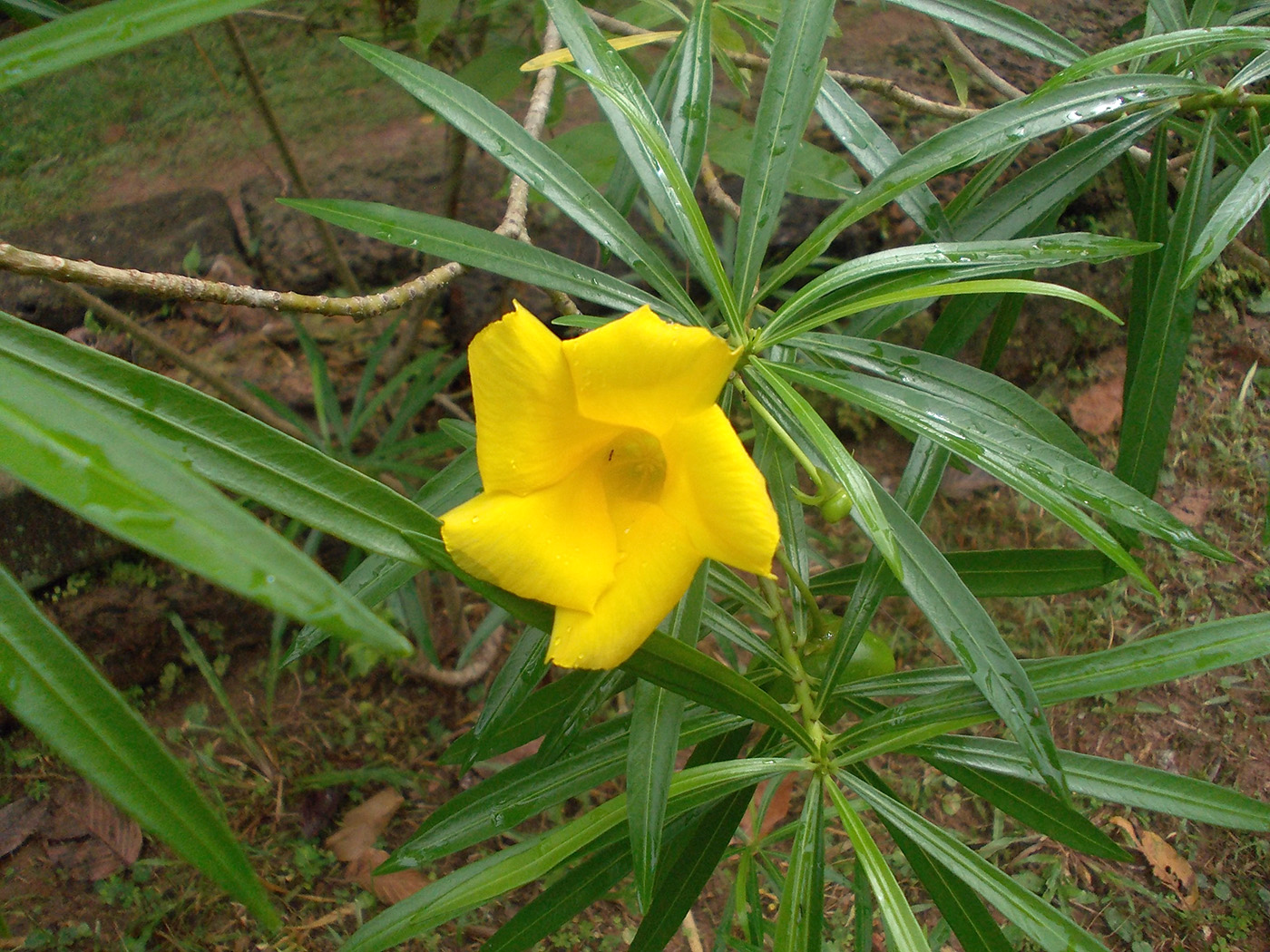 Изображение особи Thevetia peruviana.