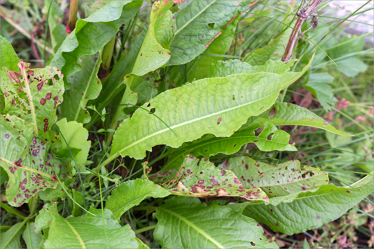 Изображение особи Rumex longifolius.