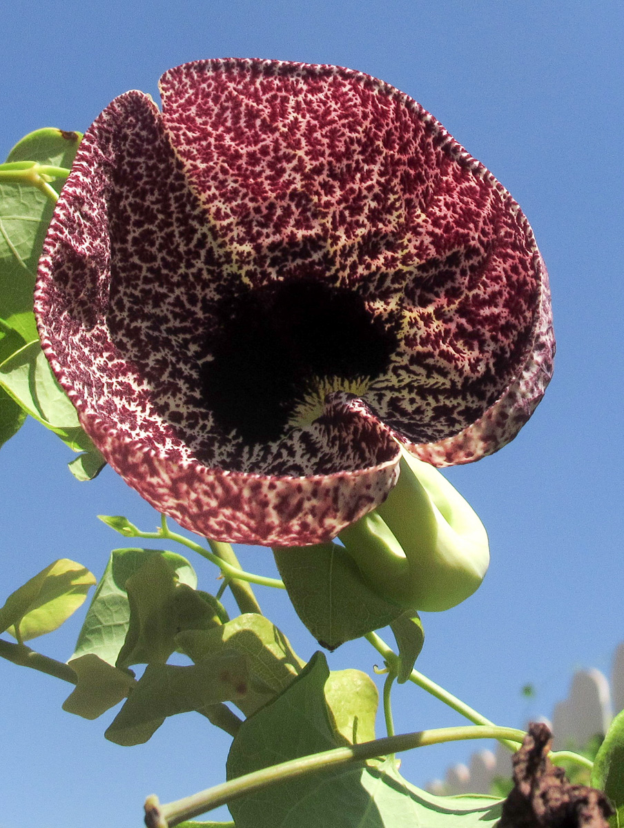 Изображение особи Aristolochia littoralis.