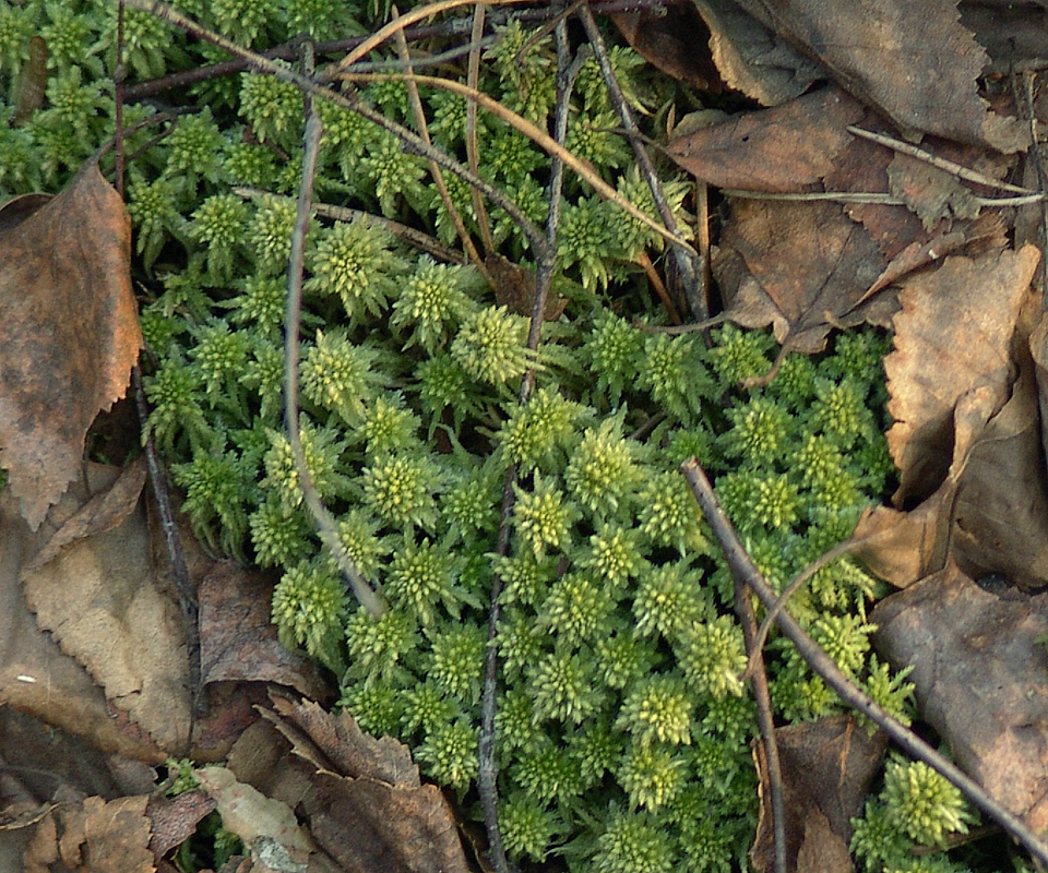 Изображение особи род Sphagnum.