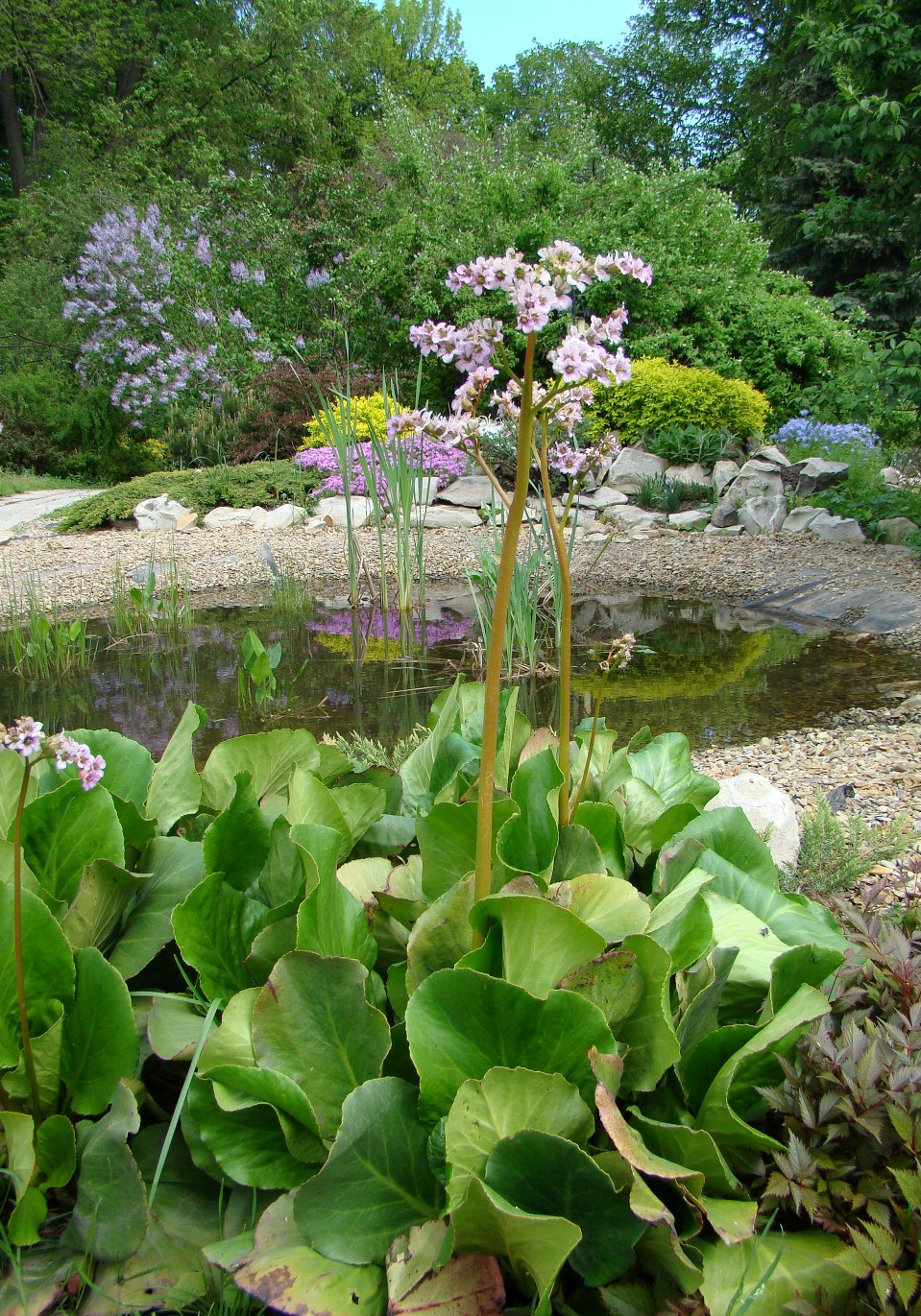 Image of Bergenia crassifolia specimen.