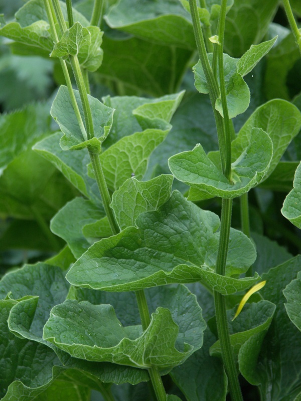 Image of Doronicum macrophyllum specimen.