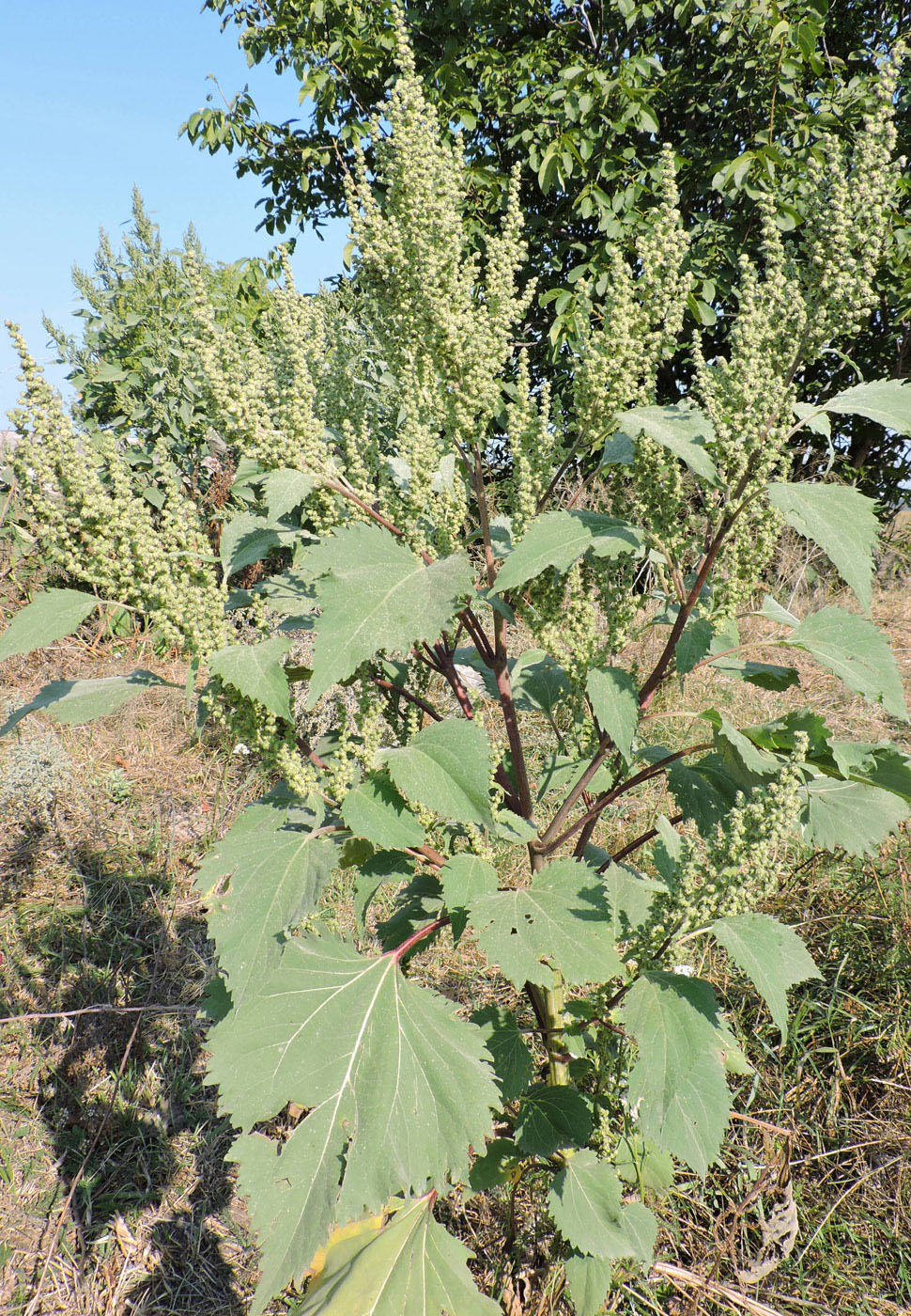 Image of Cyclachaena xanthiifolia specimen.