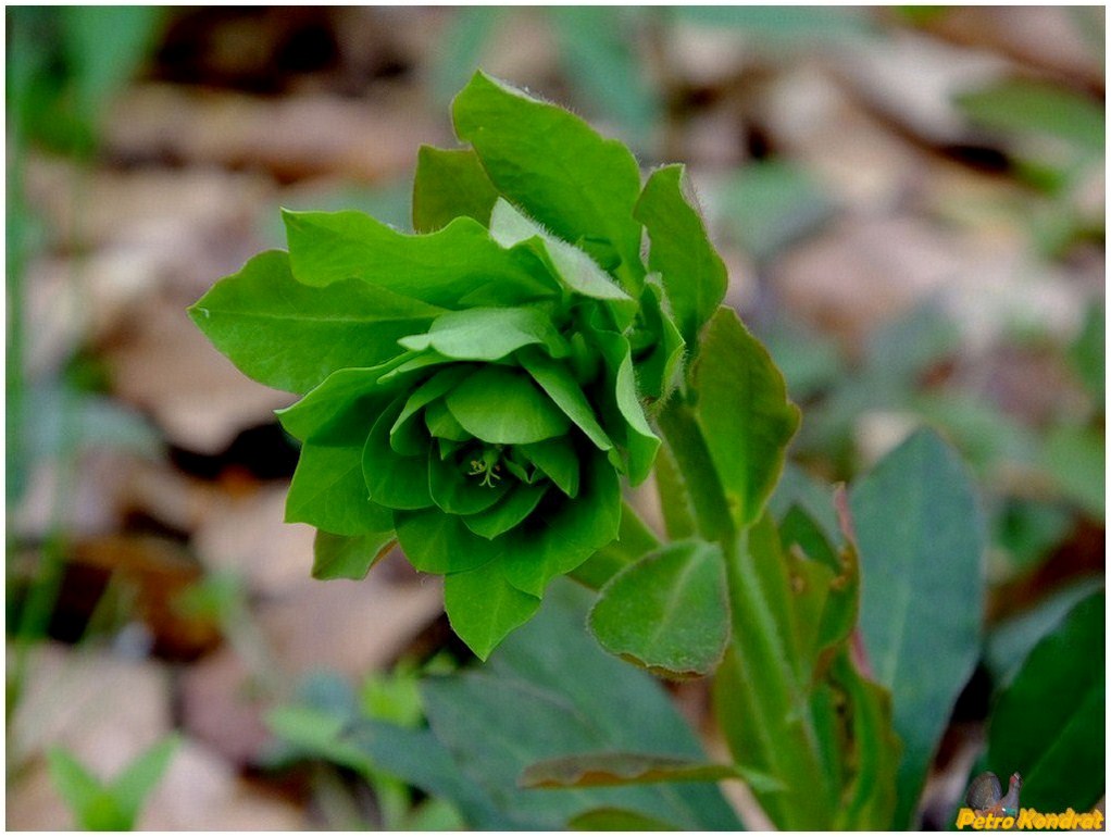 Image of Euphorbia amygdaloides specimen.