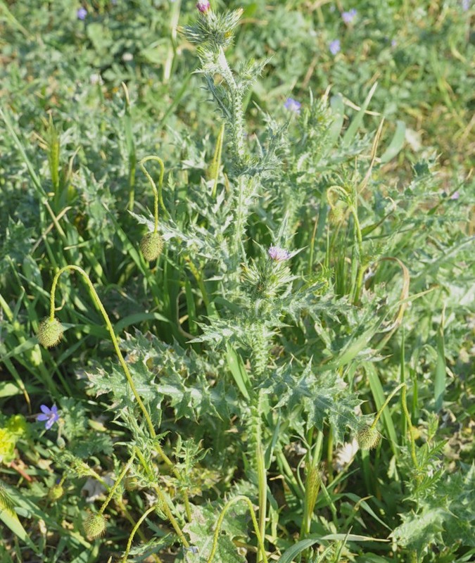 Изображение особи Carduus arabicus.