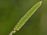 genus Plantago. Соцветие с бутонами. Молдова, Оргеевский р-н, с. Ватич, окраина дубово-грабового леса. 28.05.2017.