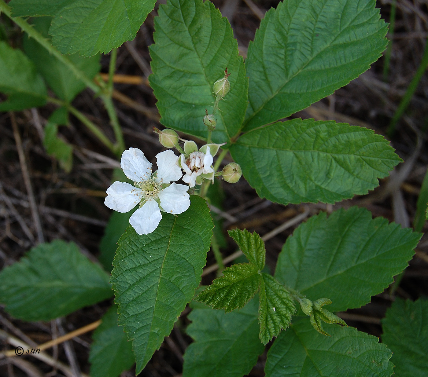 Изображение особи Rubus caesius.