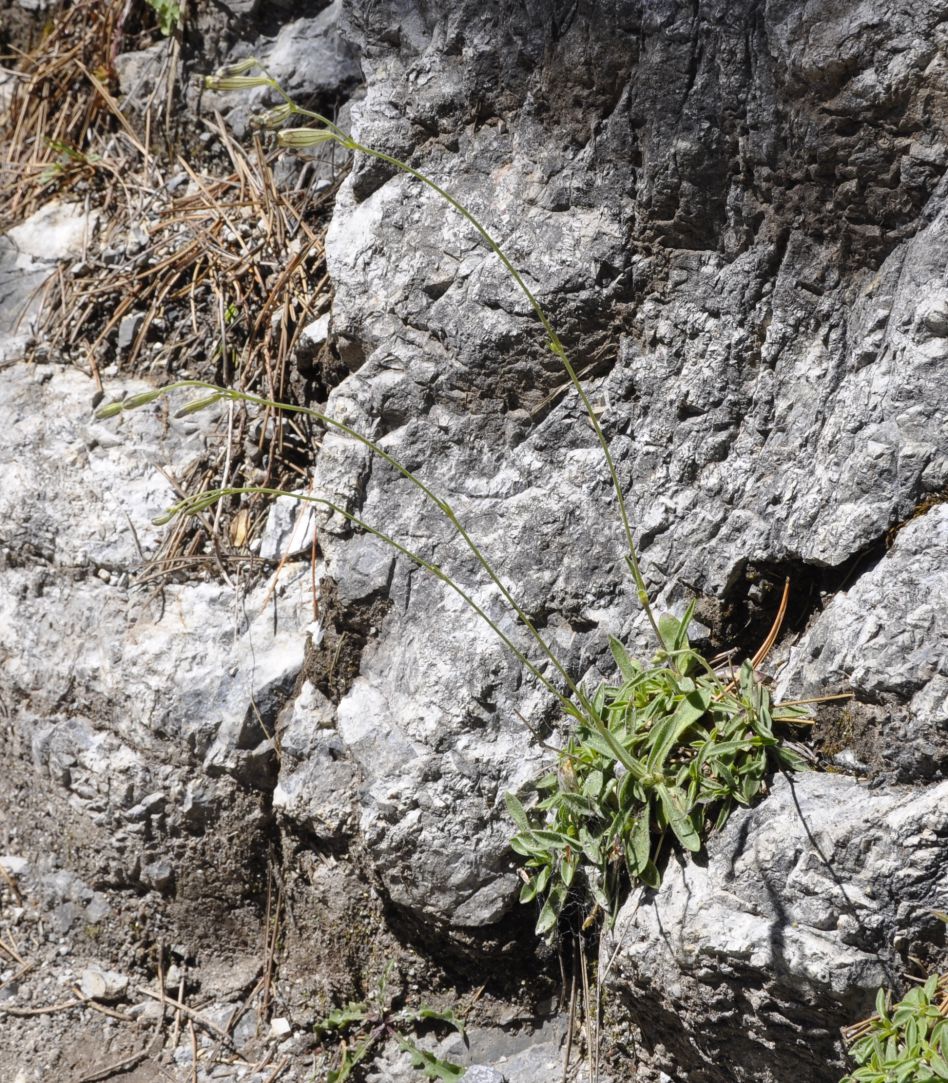 Image of Silene ciliata ssp. graefferi specimen.