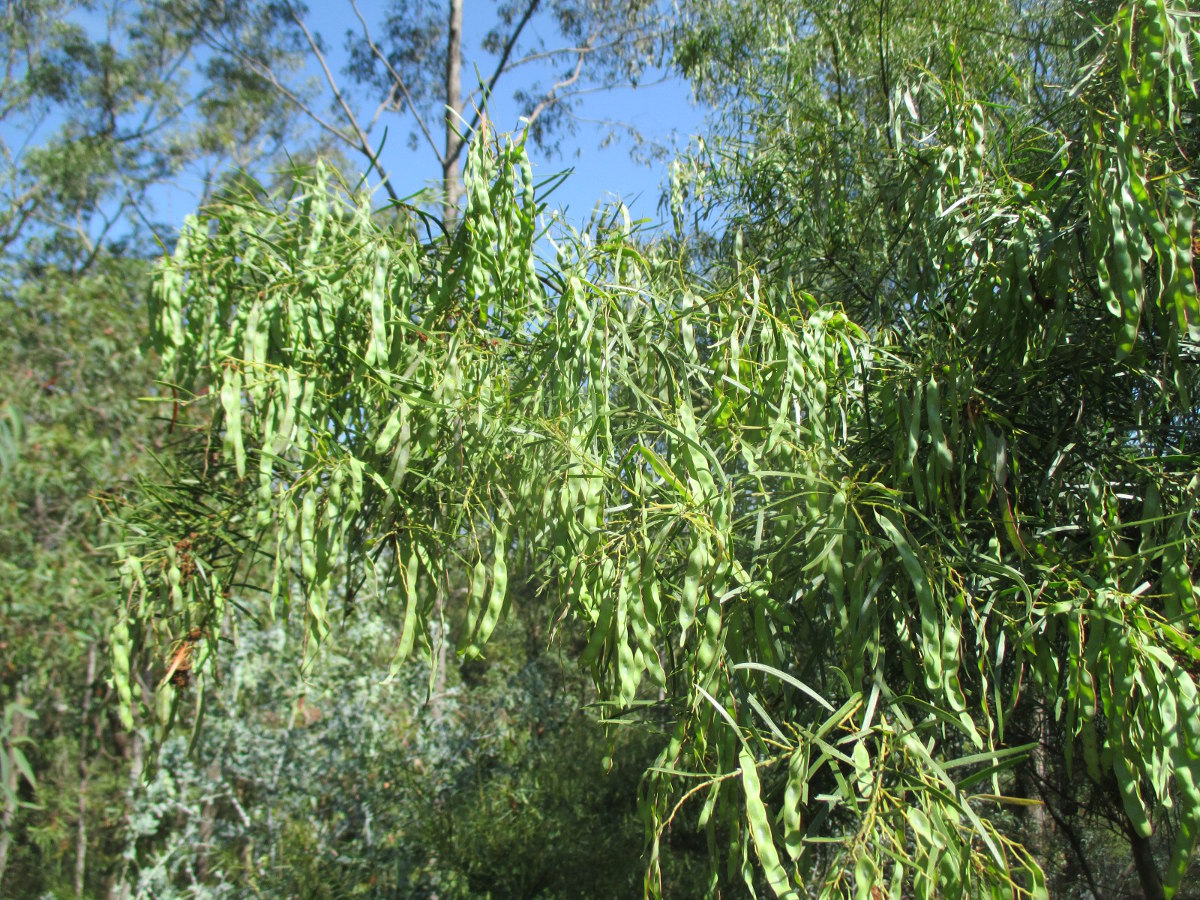 Image of Acacia fimbriata specimen.